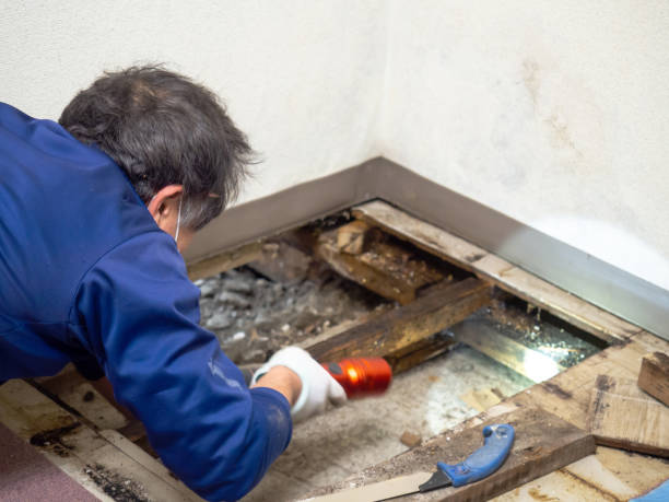 Best Post-Flood Mold Remediation in East Atlantic Beach, NY